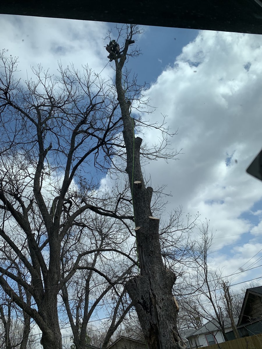 Tree trimming and debris cleanup by Commercial Cuts in the Tulsa area