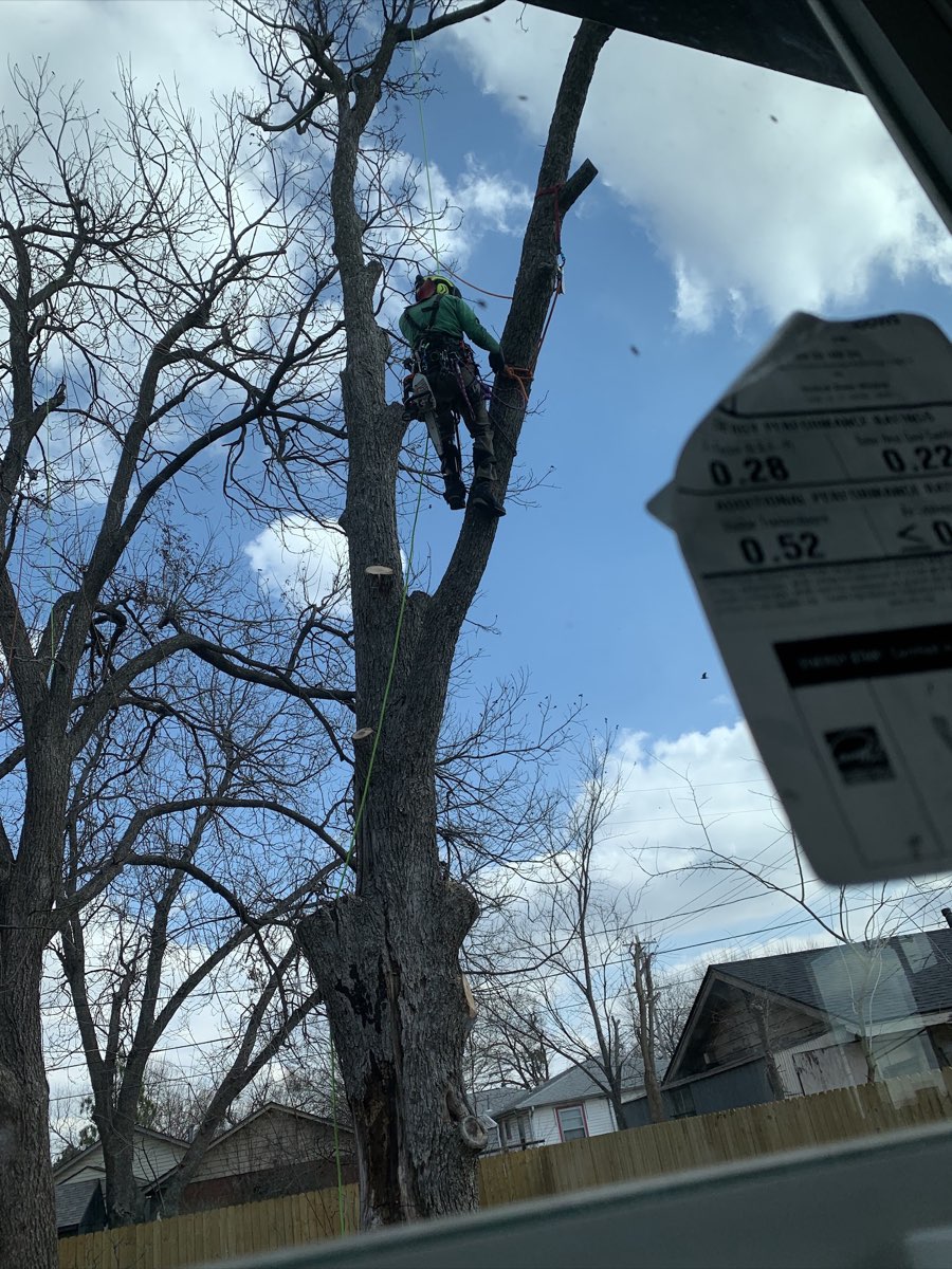 Tree work and cleanup by Commercial Cuts in the Tulsa area
